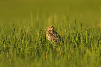 Great Snipe - Ecotours