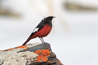 Guldenstadts Redstart - Ecotours