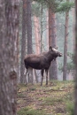 Estonia - Autumn