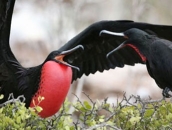 Ecuador - Birds and Mammal Cruise of the Galapagos Islands