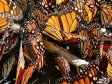 Mexico - Butterfly Tours