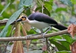 Bird Safari on the Gold Coast