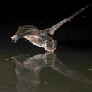 Hungary  Bats day and night