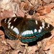 Butterflies in Eastern Hungary