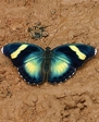 Butterflies in Ghana