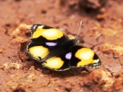 Ethiopia - Butterfly Tour