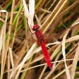 Hungarian Butterfly & Dragonfly Tour