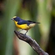 Colombia's diverse birdlife at stunning landscapes