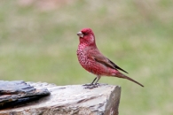 Georgia - Spring Caucasian Birding between Europe & Asia