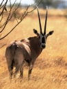 Ethiopia - Mammal Tour