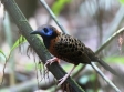 Caribbean Birding Bonanza - Costa Rica