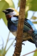 BEST PANAMA BIRDING