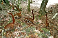 Belize - Mammal tour