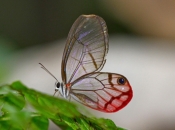 Costa Rica - Butterflies & Moth