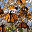 Excellent Endemics & Millions of Monarchs