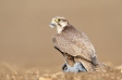 Best birding in Hungary - Kiskunsag Steppe & Bukk Hills