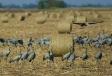 Autumn Crane Spectacular–Kiskunság, Hortobágy & Bükk NPs