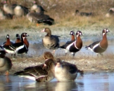 Tens of thousands of Red-breasted Geese