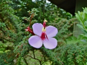Costa Rica - Wildflowers