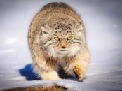 Mongolia - home of Snow Leopards, Pallas's Cats & rare birds