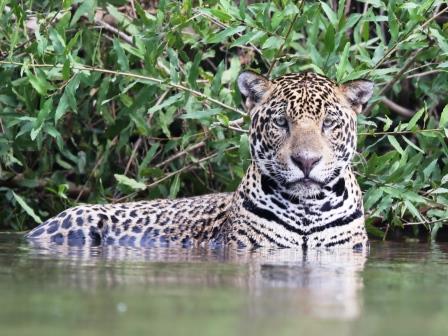 Jaguar-Brazil_Pantanal-Ecotours-Worldwide.com-S05A9495.jpg