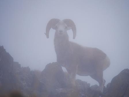 Argali-Wild-Sheep-MONGOLIA-by-Ecotours-Worldwidecom-