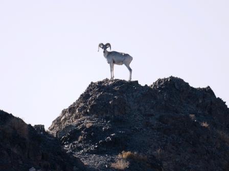Argali-Wild-Sheep-MONGOLIA-by-Ecotours-Worldwidecom