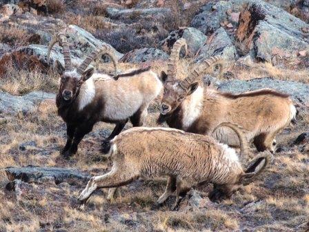 Asiatic-Ibex--MONGOLIA-by-Ecotours-Worldwidecom
