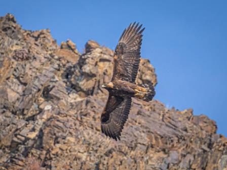 Golden-Eagle-MONGOLIA-by-Ecotours-Worldwidecom