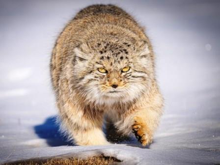 Pallas-Cat-MONGOLIA-by-Ecotours-Worldwidecom
