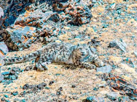 Snow-Leopard-2--MONGOLIA-by-Ecotours-Worldwidecom