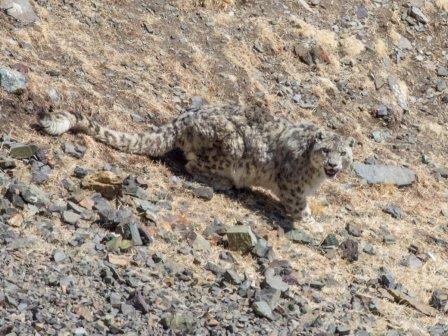 Snow-Leopard-MONGOLIA-by-Ecotours-Worldwidecom