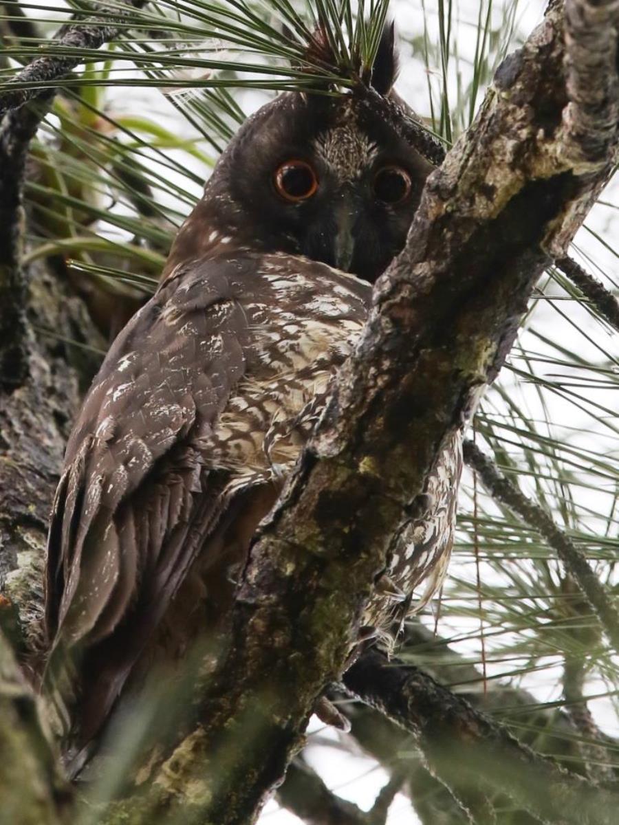 -Owl-Birding  Wildlife Tour Belize by Ecotours-Worldwidecom-ToucanBirdingEcolodge-S05A