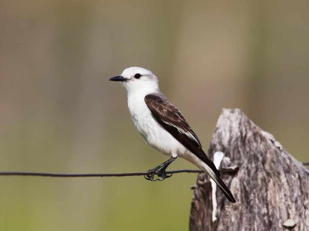 -Water-tyrant-Brazil-Pantanal  Atlantic Forest Tour by Ecotours-Worldwidecom-ToucanBirdingEcoLodge-S05A