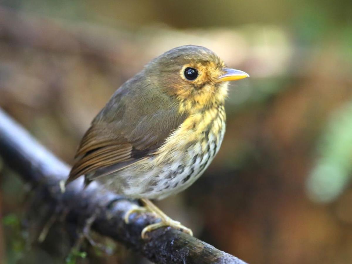 Antpitta Ochre-breasted-Birding  Wildlife Tour Ecuador-Ecotours-Worldwidecom-S05A