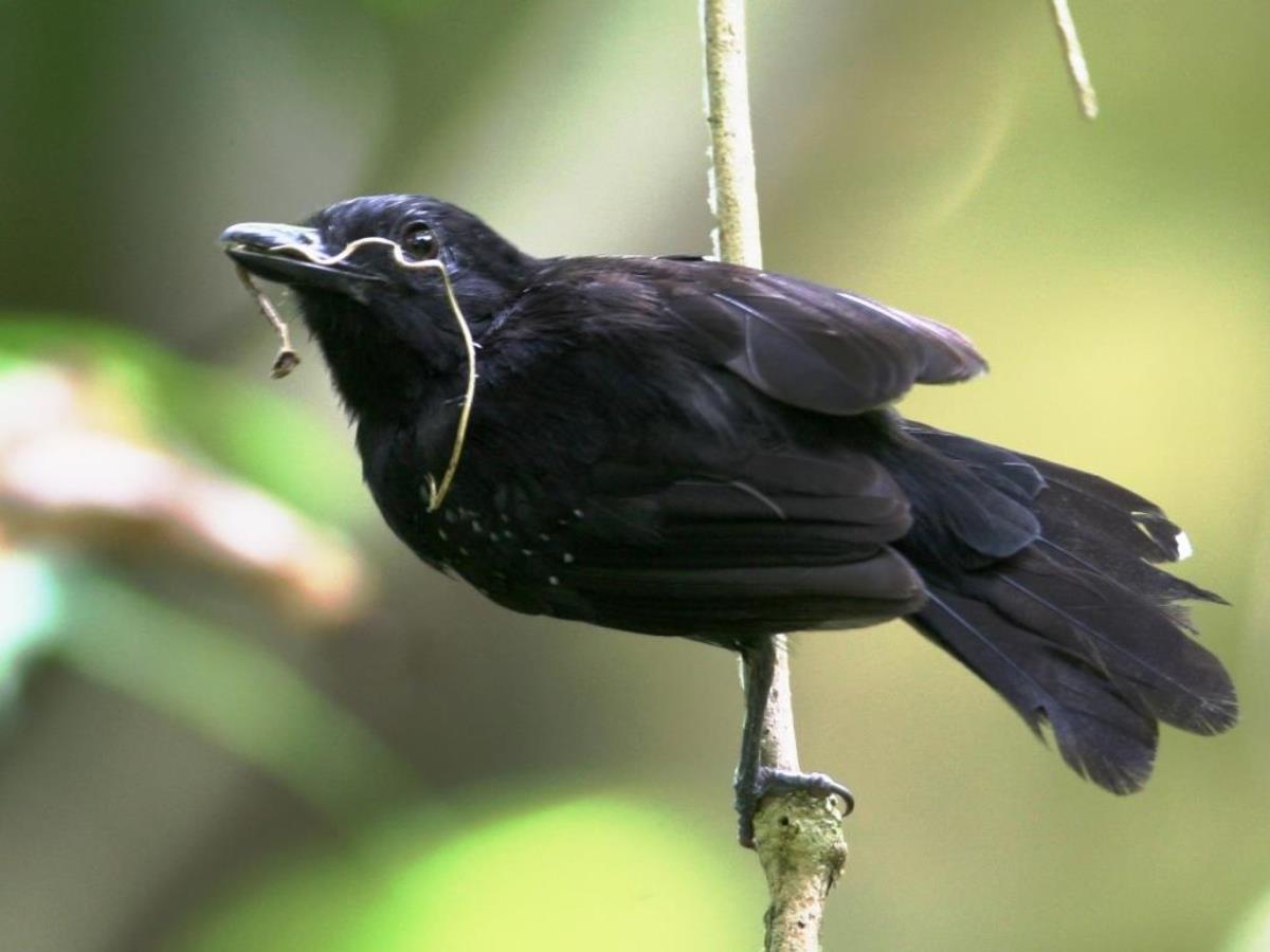 Antshrike Black-hooded male-Birding Costa Rica-Ecotours-ToucanBirdingEcolodge-costaricacom-IMG