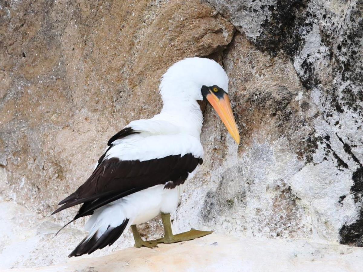 Booby Nazca-Birding  Wildlife Tour Ecuador-Ecotours-Worldwidecom-S05A