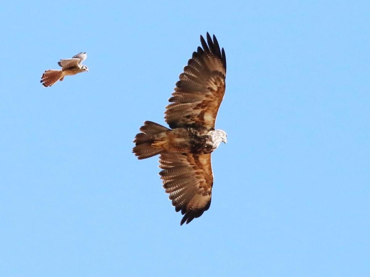 Buzzard-Eagle Black-chested immature with Kestrel-Peru Birding Tour by Ecotours-Worldwidecom-S05A