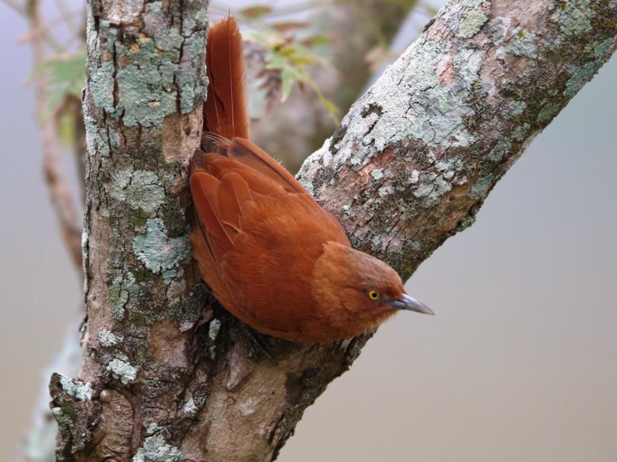 Cacholote Grey-crested-Brazil-Pantanal  Atlantic Forest Tour by Ecotours-Worldwidecom-ToucanBirdingEcoLodge-S05A