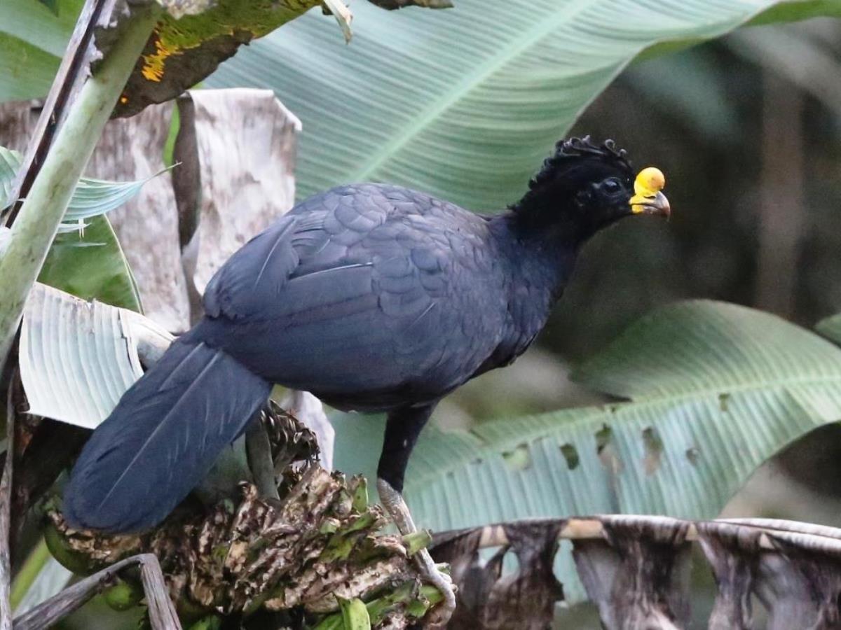 Curassow Great male-Birding tour Costa Rica-Ecotours-ToucanBirdingEcolodge-costaricacom-S05A