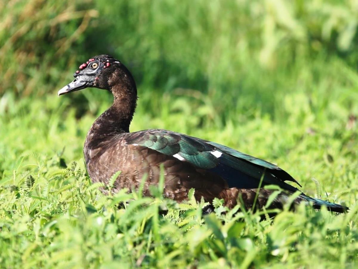 Duck Muscovy-Brazil Pantanal-Ecotours-Worldwidecom-S05A