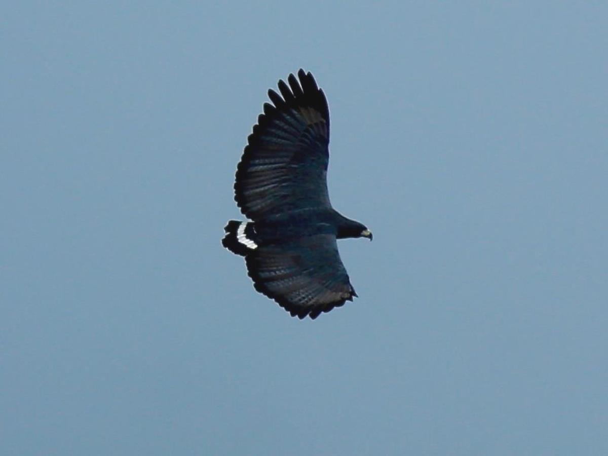 Eagle Solitary-Birding  Wildlife Tour Belize  Yucatan Mexico-Ecotours-Worldwidecom-S04A