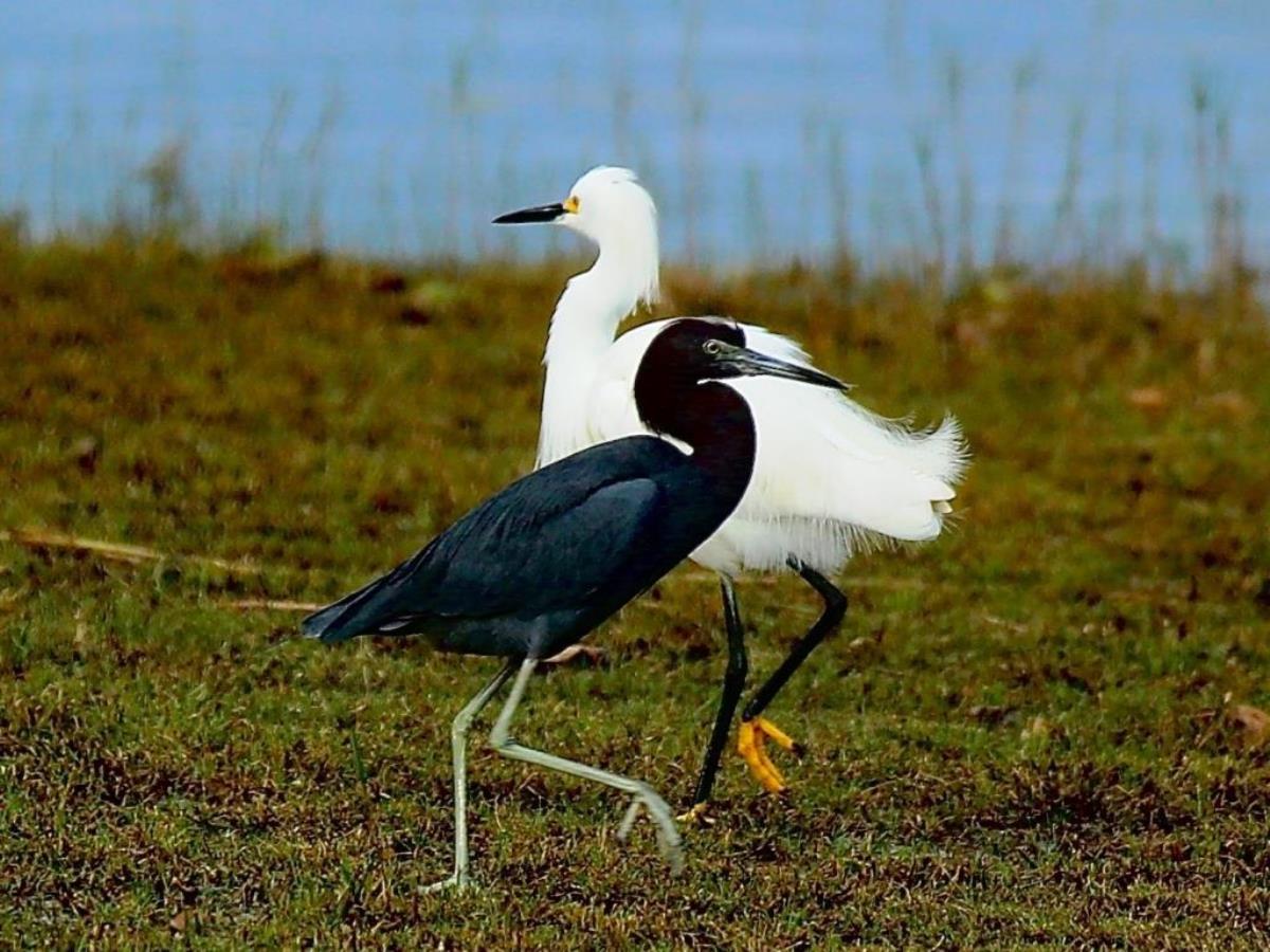 Egret Snowy-Heron Little Blue-Birding  Wildlife Tour Belize  Yucatan Mexico-Ecotours-Worldwidecom-S04A