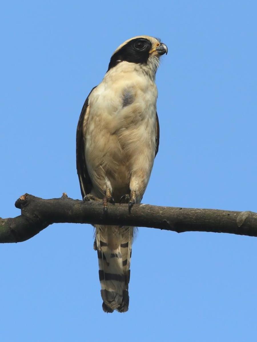 Falcon Laughing-Birding  Wildlife Tour Belize  Yucatan Mexico-Ecotours-Worldwidecom-S05A