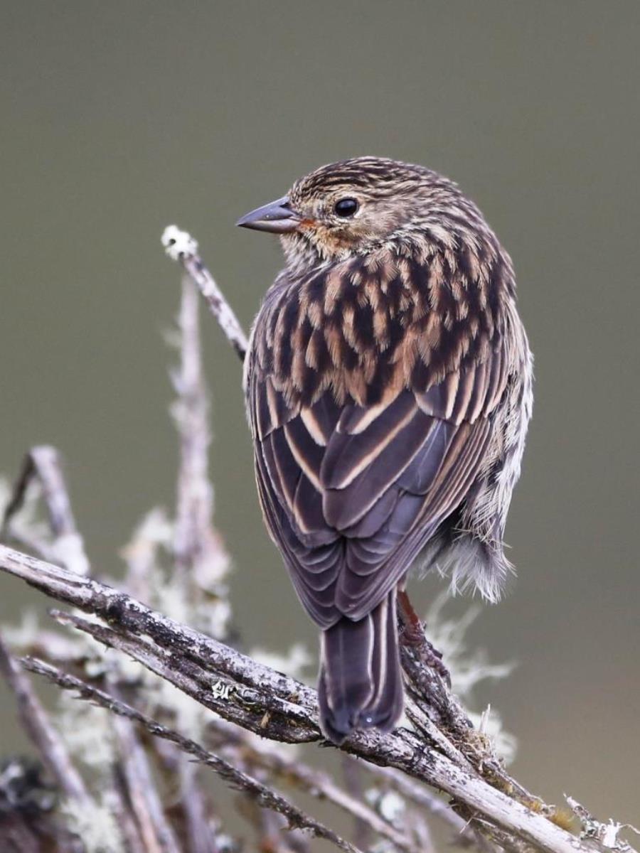 Finch Plumbeous Sierra-Finch female-Colombia-Birding  Wildlife Tour-Ecotours-Worldwidecom-S05A