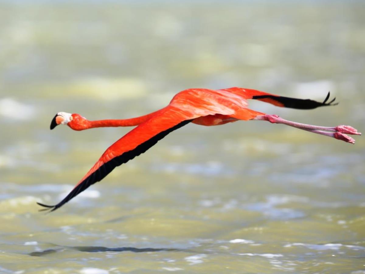 Flamingo Caribbean-Mexico Yucatan-Chiapas Birding  Wildlife Tour by Ecotours-Worldwidecom-ToucanBirdingEcoLodge-S05A