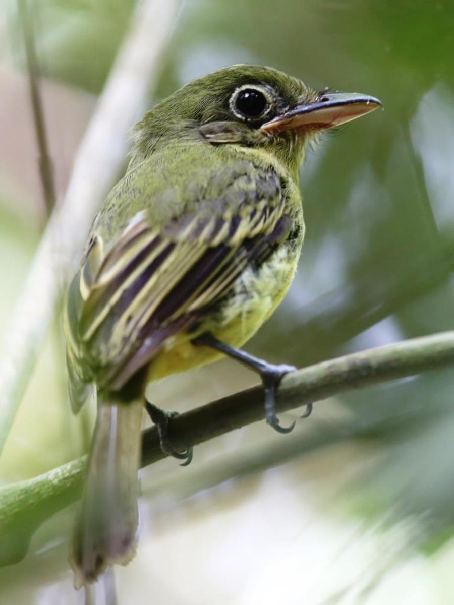 Flatbill Eye-ringed-Birding Panama-Ecotours-Worldwidecom-ToucanBirdingEcolodge-S05A