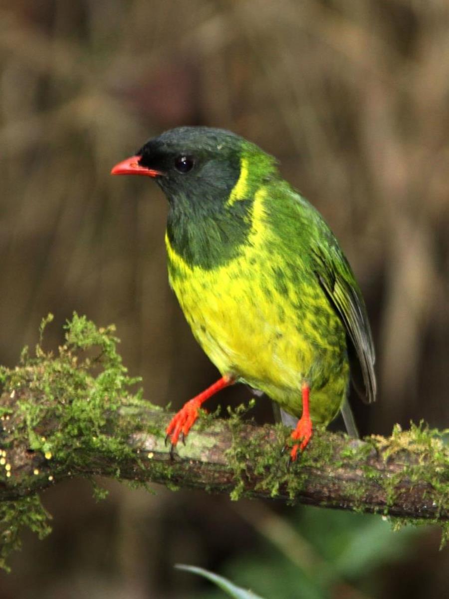 Fruit-eater Green  Black Fruit-eater-Birding-Wildlife  Photography Tour in Colombia by Ecotours-Worldwidecom-IMG