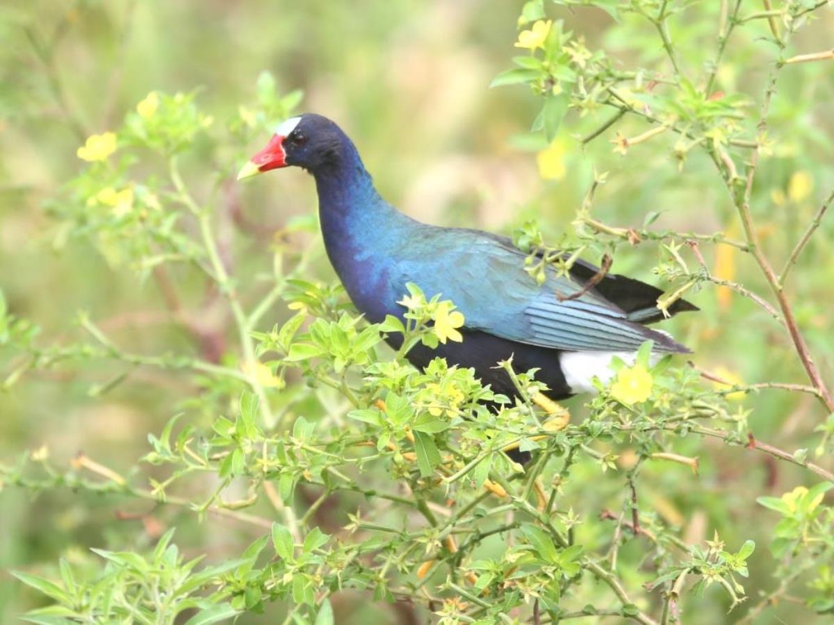 Gallinule Purple-Birding Panama-Ecotours-Worldwidecom-ToucanBirdingEcolodge-S05A