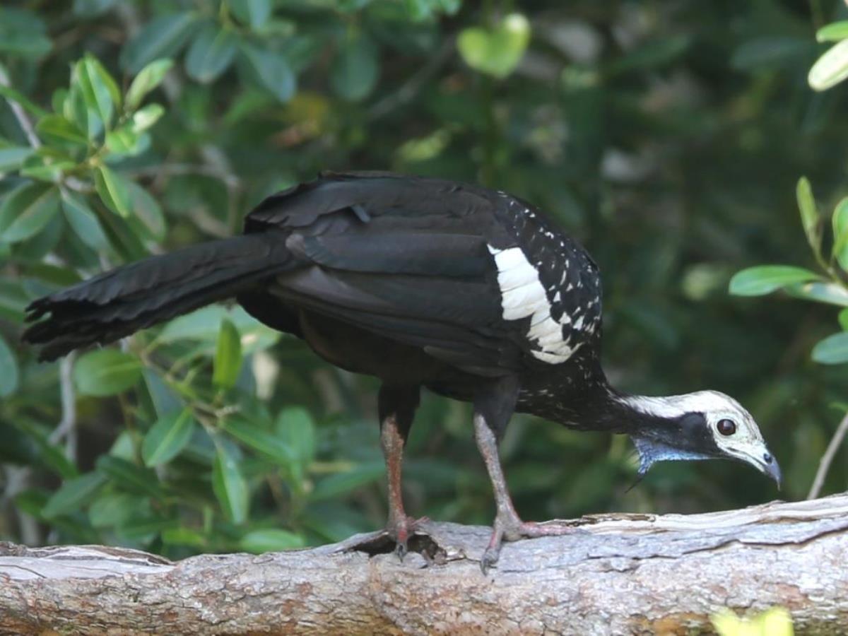 Guan Blue-throated Piping-Brazil Pantanal-Ecotours-Worldwidecom-S05A